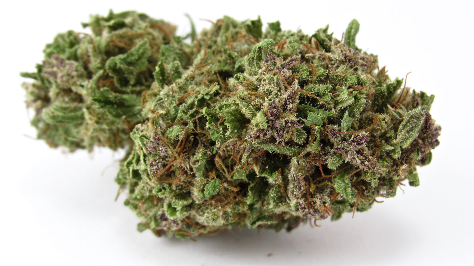 Best Fall 2024 TV shows to watch high The Art Of MaryJane Media