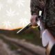 Federal Court Reaffirms Medical Cannabis Patients' Gun Rights Are Constitutionally Protected