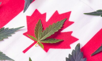 Google Announces Trial for Advertising Cannabis Products In Canada