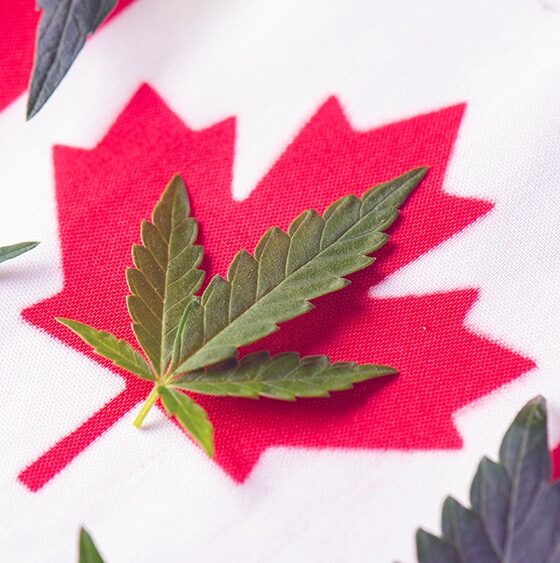 Google Announces Trial for Advertising Cannabis Products In Canada