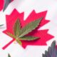 Google Announces Trial for Advertising Cannabis Products In Canada
