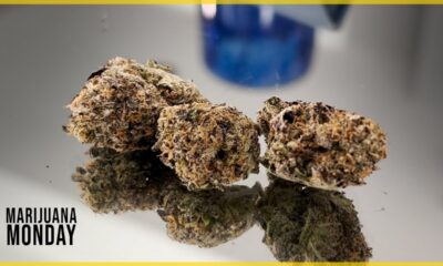 Sherbanger #22  Marijuana Monday