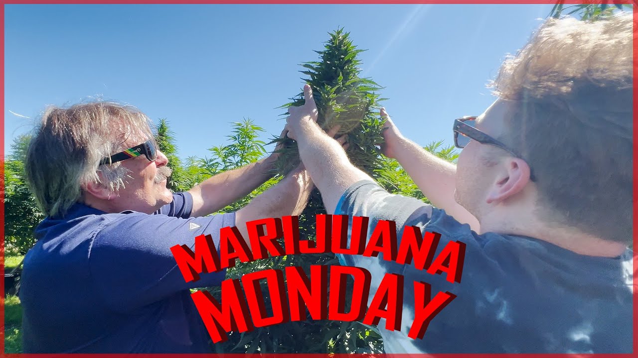 Smashed Mittens Marijuana Monday