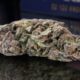 Blue Gum Drops Marijuana Monday