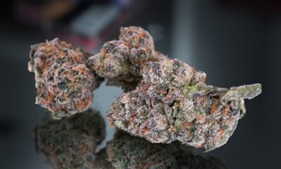 Donatello Marijuana Monday (RETURN FROM THAILAND!)