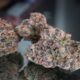 Donatello Marijuana Monday (RETURN FROM THAILAND!)