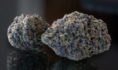 Georgia Marijuana Monday