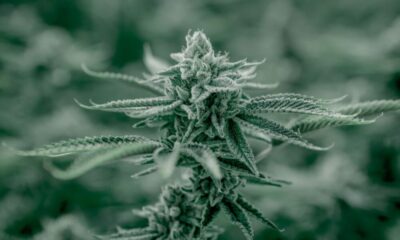 Is The THC % Game Rigged?