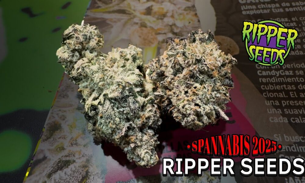 Spannabis 2025 Ripper Seeds