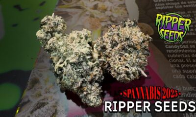 Spannabis 2025 Ripper Seeds