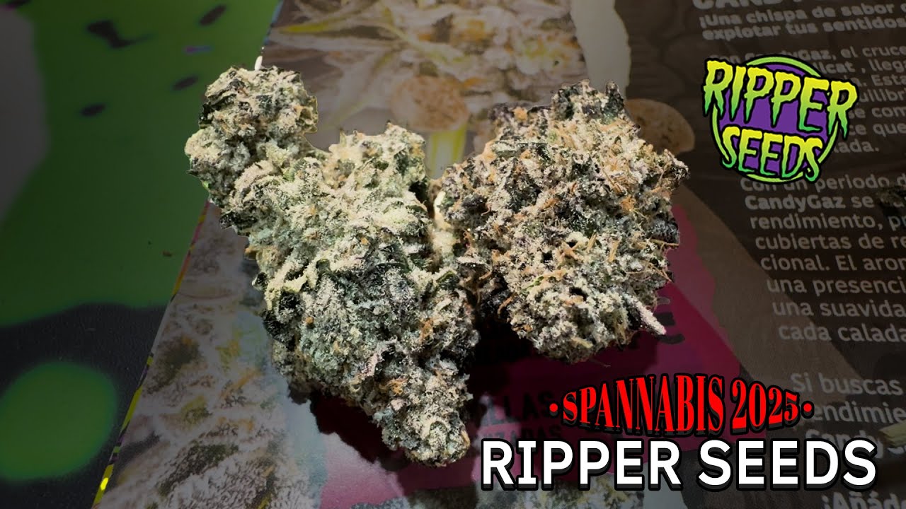 Spannabis 2025 Ripper Seeds