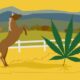 Marijuana Retail Report