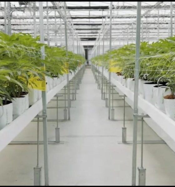 Marijuana Retail Report
