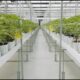 Marijuana Retail Report
