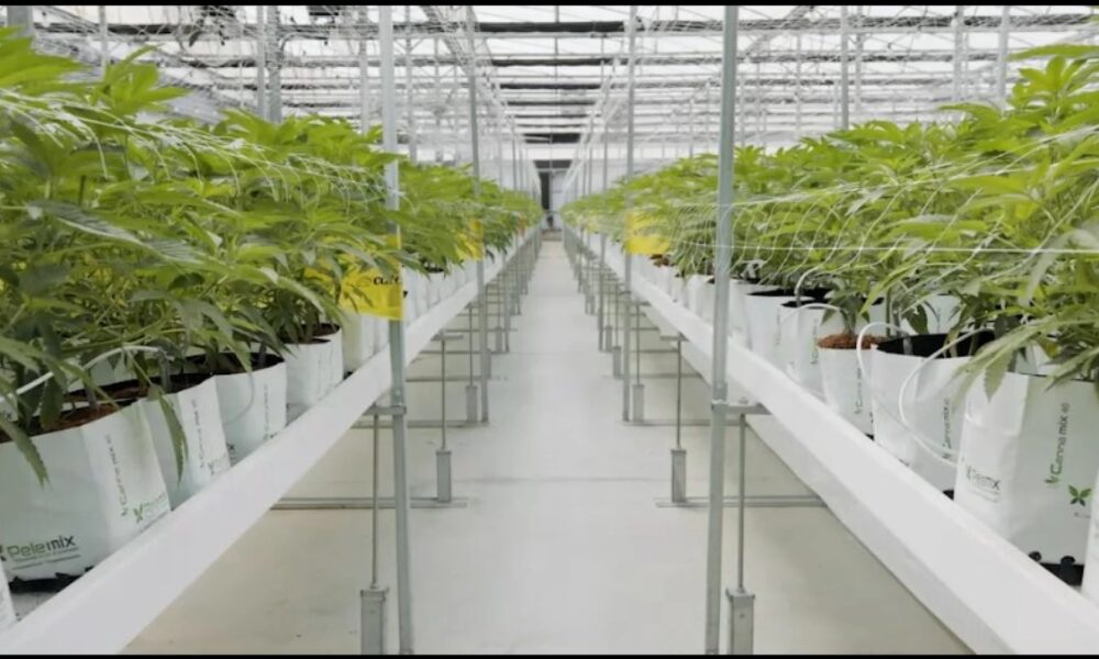 Marijuana Retail Report