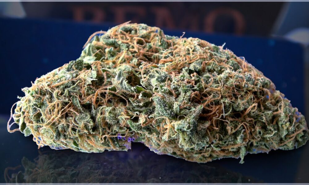 Afghani Bullrider Marijuana Monday