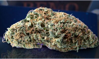 Afghani Bullrider Marijuana Monday
