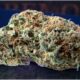 Afghani Bullrider Marijuana Monday