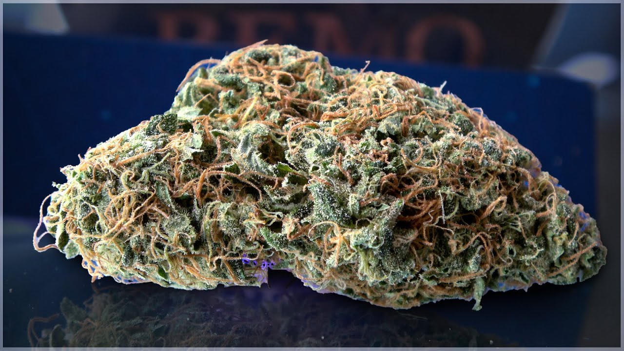 Afghani Bullrider Marijuana Monday