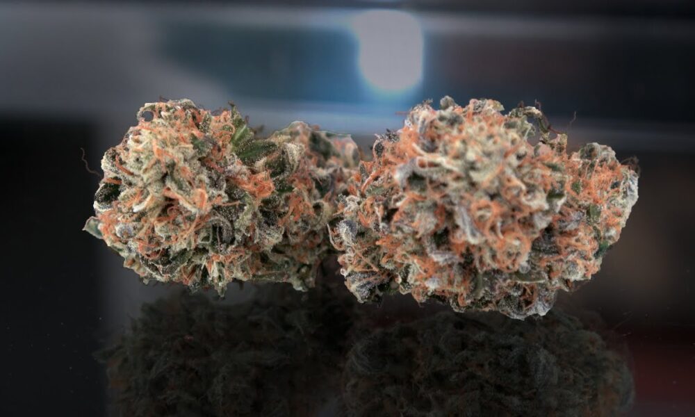 Animal Gelato Marijuana Monday