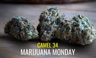 Camel 34 Marijuana Monday