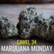 Camel 34 Marijuana Monday