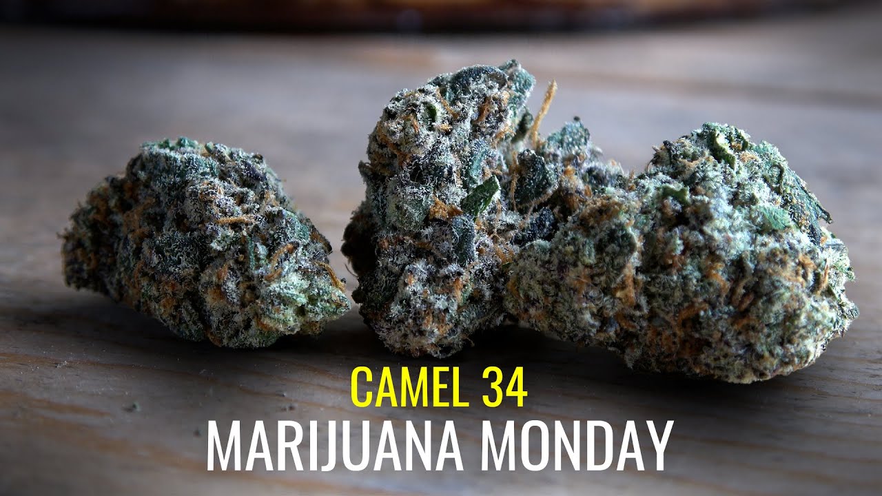 Camel 34 Marijuana Monday