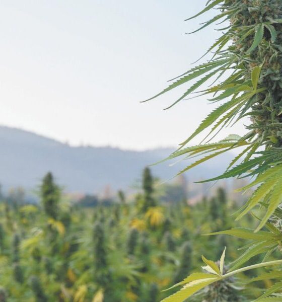 Cannabis Product Labels In Washington Could Be Required To Include Information On Harvest Dates