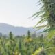 Cannabis Product Labels In Washington Could Be Required To Include Information On Harvest Dates