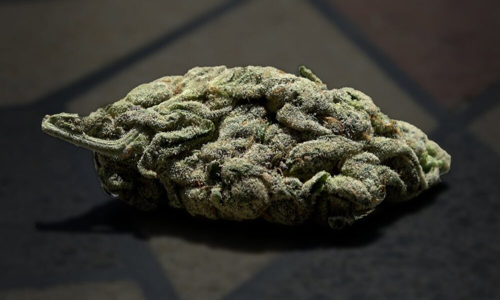 Freshwater Biscotti Marijuana Monday