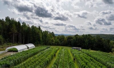 From Humboldt to the Heartland: Emerald Triangle cannabis finds new life