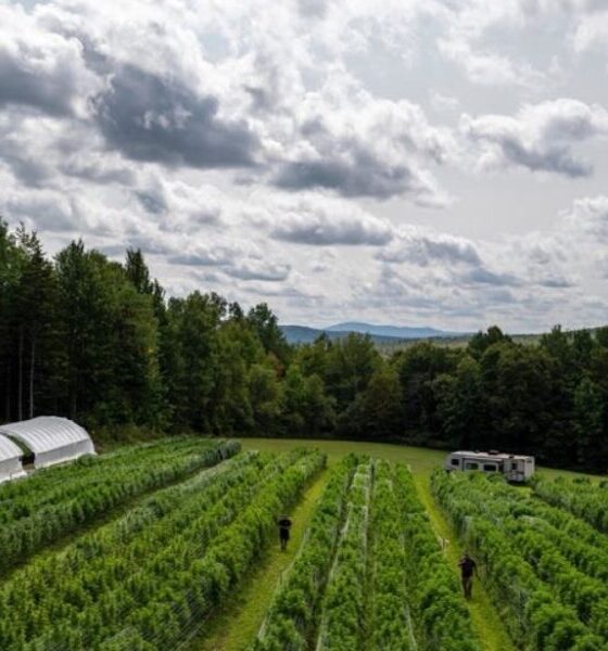 From Humboldt to the Heartland: Emerald Triangle cannabis finds new life