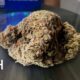 Golden Gauth Marijuana Monday