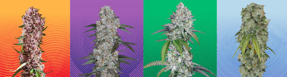 Hypno Seeds Announces Bold New Creative Direction – Ganjapreneur