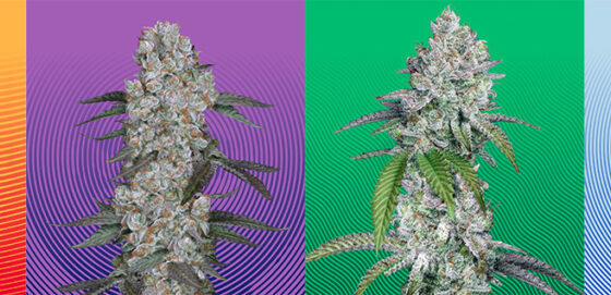 Hypno Seeds Announces Bold New Creative Direction – Ganjapreneur
