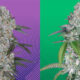 Hypno Seeds Announces Bold New Creative Direction – Ganjapreneur