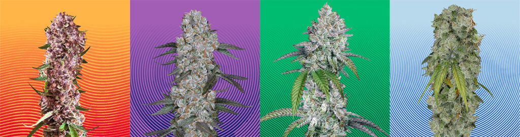 Hypno Seeds Announces Bold New Creative Direction – Ganjapreneur