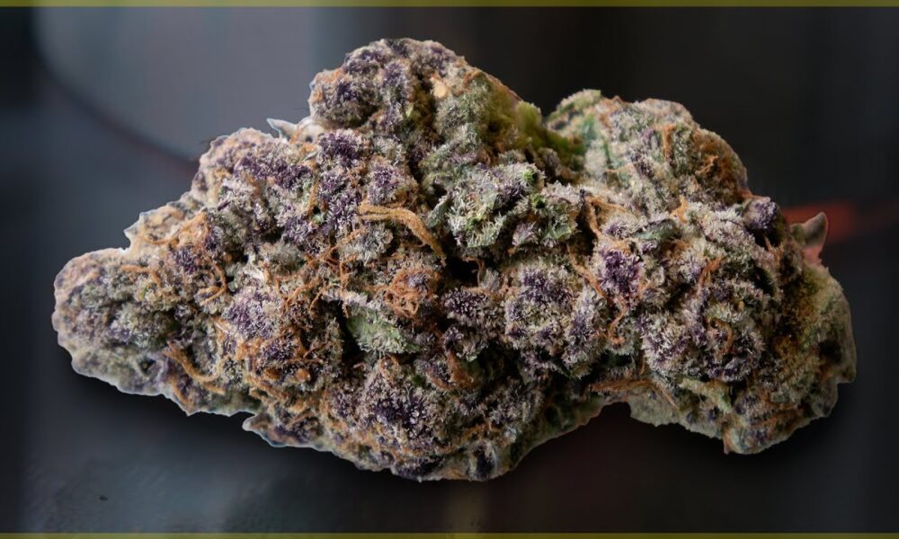Lemon Cherry Gelato BX Toking Tuesday