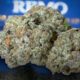 Maple Cream Marijuana Monday