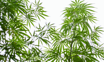Marijuana Retail Report