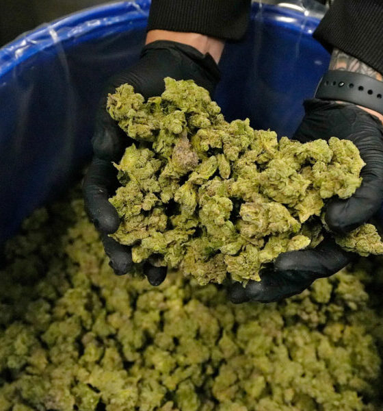 Marijuana Retail Report