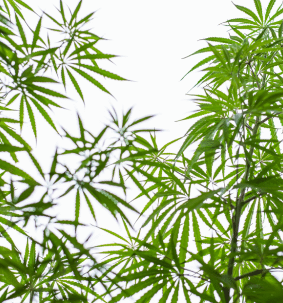 Marijuana Retail Report