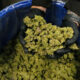 Marijuana Retail Report