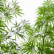 Marijuana Retail Report