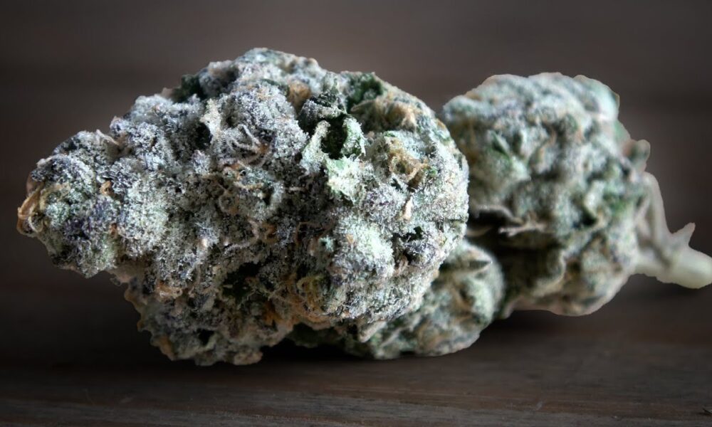 Project Z Marijuana Monday
