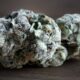 Project Z Marijuana Monday