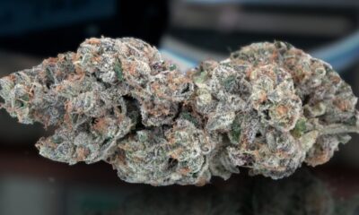 Zingaro Marijuana Monday
