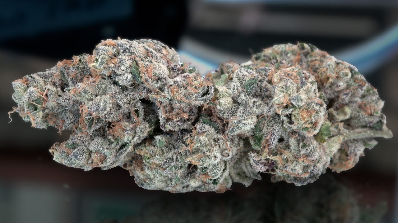 Zingaro Marijuana Monday