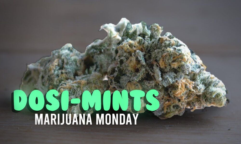 Dosi-Mints Marijuana Monday