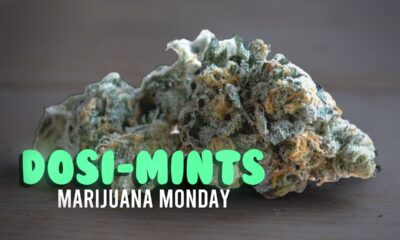 Dosi-Mints Marijuana Monday